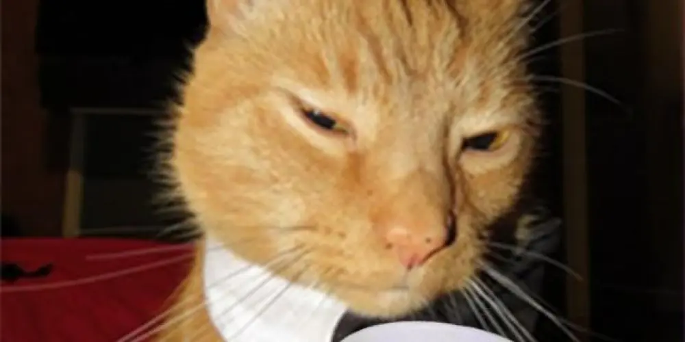 Imagem do grupo de WhatsApp 𝙲𝚑𝚊𝚝💬