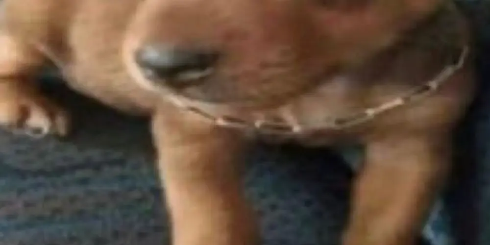 Imagem do grupo de WhatsApp 𝕱𝖎𝖌𝖚𝖗𝖎𝖓𝖍𝖆𝖑𝖆𝖓𝖉𝖎𝖆