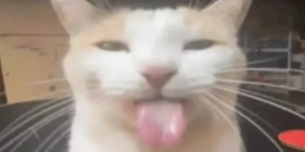 Imagem do grupo de WhatsApp 𝕯𝖆𝖗𝖐𝖓𝖊𝖘𝖘 𝖔𝖓 𝕮𝖍𝖆𝖙