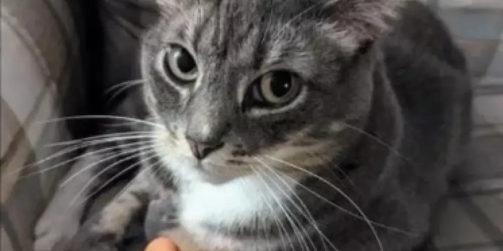 Imagem do grupo de WhatsApp ☕ 𝒞𝒶𝓃𝓉𝒾𝓃𝒽𝑜 𝒹𝒶 𝑅𝑒𝓈𝑒𝓃𝒽𝒶 ☕