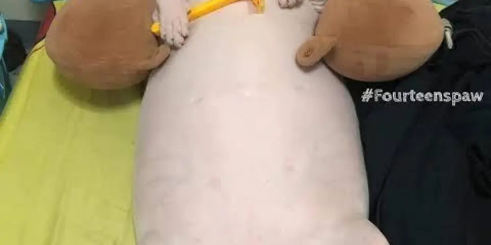 Imagem do grupo de WhatsApp 𝑺𝑯𝑰𝑻𝑷𝑶𝑺𝑻 𝑼𝑵𝑫𝑬𝑹𝑮𝑹𝑶𝑼𝑵𝑫 💦