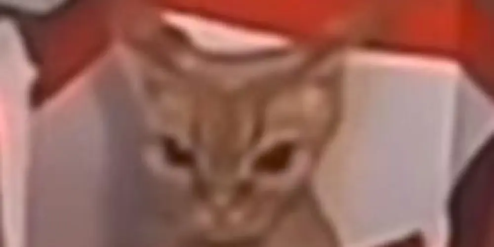 Imagem do grupo de WhatsApp 𝐓𝐄𝐑𝐑𝐀 𝐒𝐄𝐌 𝐋𝐄𝐈