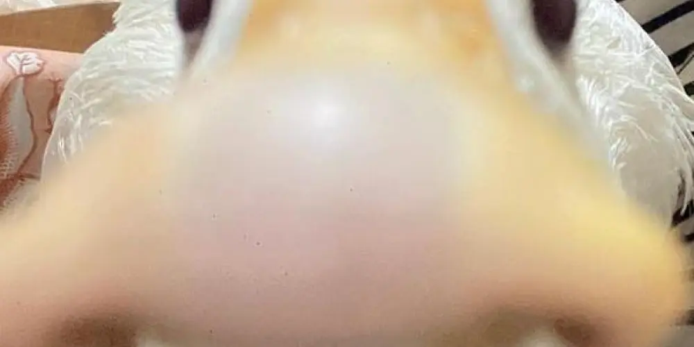 Imagem do grupo de WhatsApp 𝖦𝗋𝗎𝗉𝗈 𝖣𝖺 𝖱𝖾𝗌𝖾𝗇𝗁𝖺 ˗ˏˋ 𓅰 ˎˊ˗