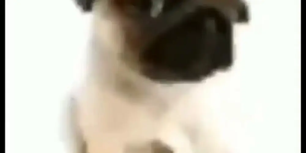 Imagem do grupo de WhatsApp 𝖆𝖑𝖊𝖆𝖙𝖔́𝖗𝖎𝖔𝖘...