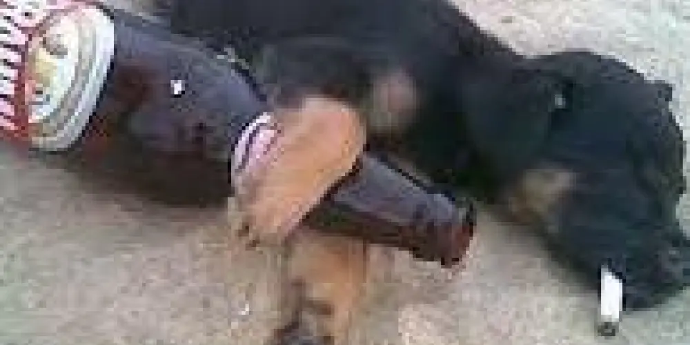 Imagem do grupo de WhatsApp ブタオ