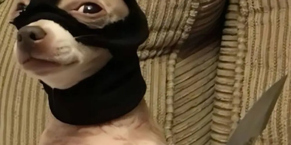 Imagem do grupo de WhatsApp 𝕺𝖘 𝖇𝖆𝖓𝖉𝖎𝖉𝖔𝖘 𝕭𝕽🚩💨