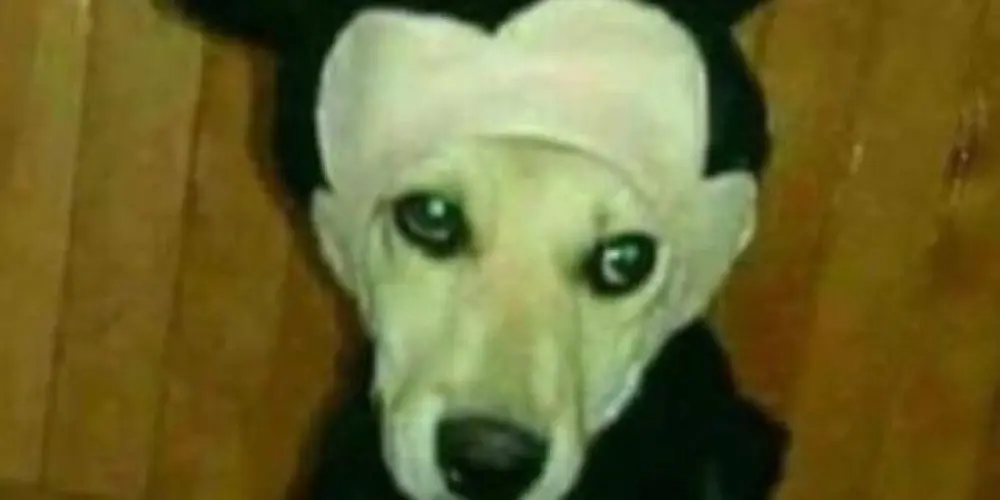 Imagem do grupo de WhatsApp ℂ𝔸𝕊𝔸 𝔻𝕆 𝕄𝕀ℂ𝕂𝔼𝕐