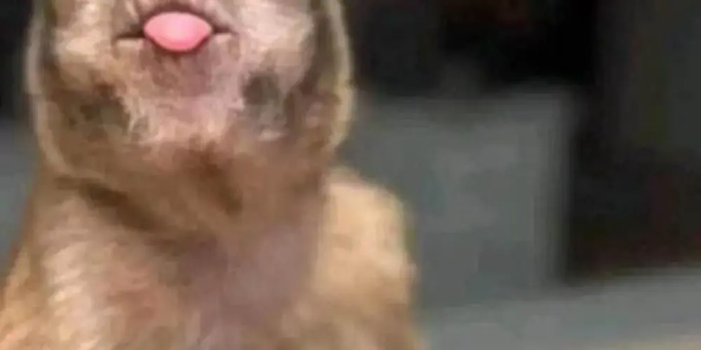 Imagem do grupo de WhatsApp 𝖎𝖓𝖈𝖔𝖒𝖕𝖆𝖗𝖆𝖛𝖊𝖑☘️