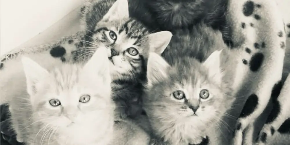 Imagem do grupo de WhatsApp 𝑪𝒉𝒂𝒕 𝒅𝒂 𝑳𝒊𝒍𝒚  ݁⋆