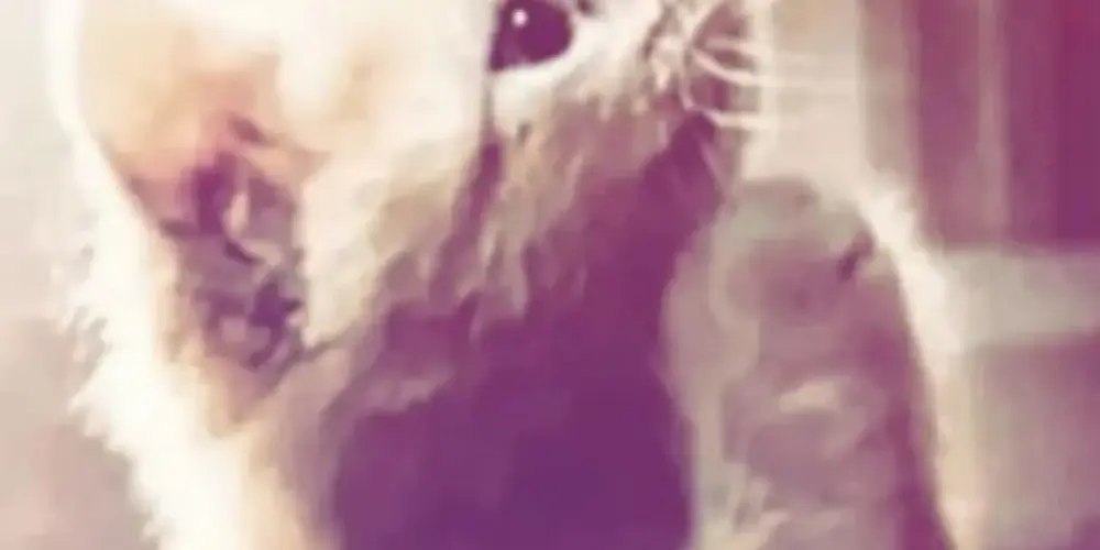 Imagem do grupo de WhatsApp ＳＵＰＲＥＭＡＣＩＡ  ＵＮＤＥＲＧＲＯＵＮＤ 🤬