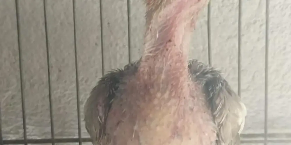 Imagem do grupo de WhatsApp 🥶 ＥＲＡ ＤＯ ＧＥＬＯ 🥶