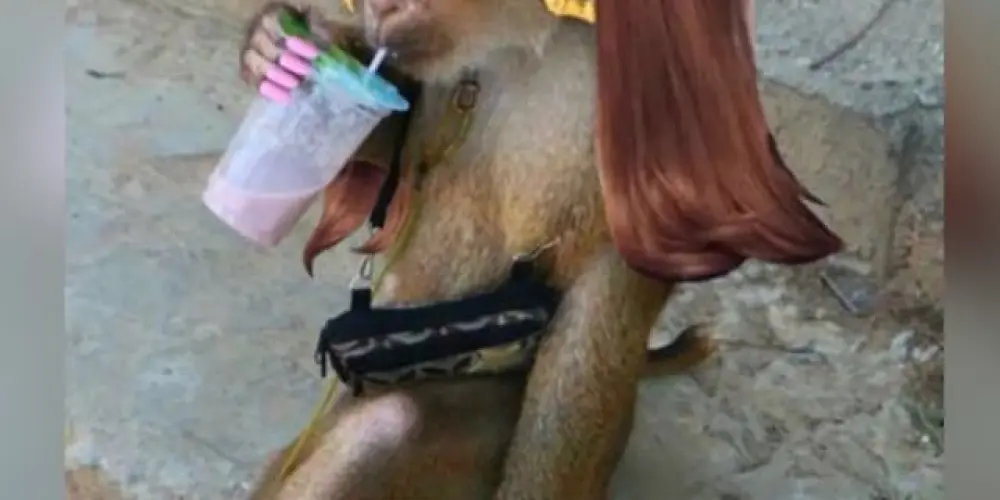 Imagem do grupo de WhatsApp ꧁༒ 𝕿𝖍𝖊 𝖂𝖊𝖎𝖗𝖉𝖔𝖘 ༒꧂