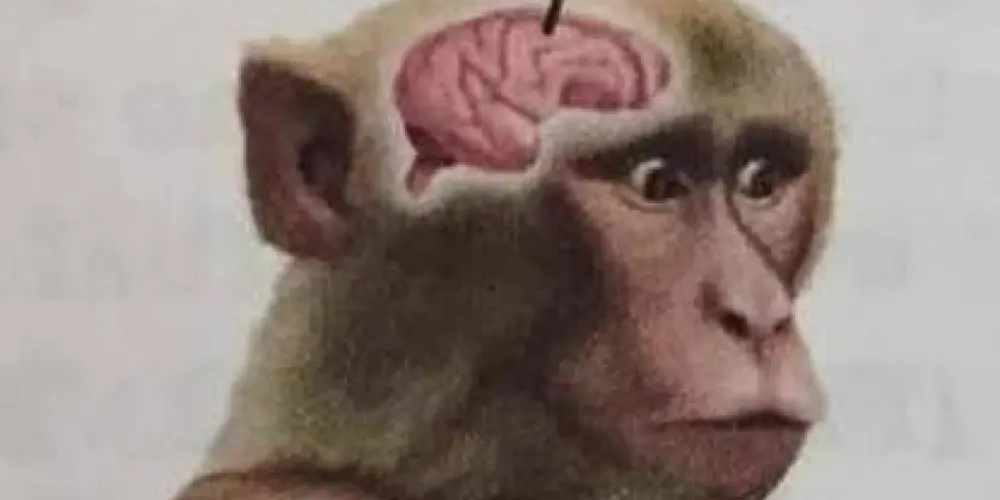 Imagem do grupo de WhatsApp 𝘚𝘶𝘱𝘳𝘦𝘮𝘢𝘤𝘺 𝘈𝘴𝘩𝘸𝘳𝘢𝘵𝘩☠️