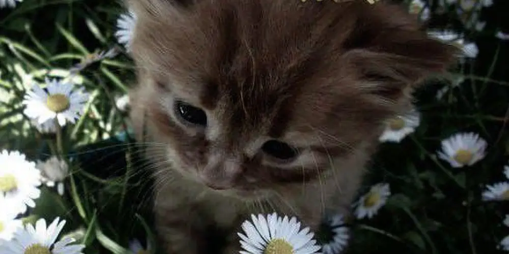 Imagem do grupo de WhatsApp 𝕻𝖗𝖔𝖏𝖊𝖙𝖔 𝖃