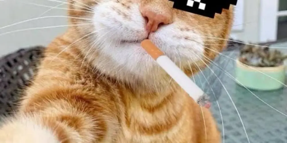 Imagem do grupo de WhatsApp 𝘾𝙝𝙖𝙩 𝙙𝙖𝙨 𝙁𝙞𝙜𝙪𝙧𝙞𝙣𝙝𝙖𝙨