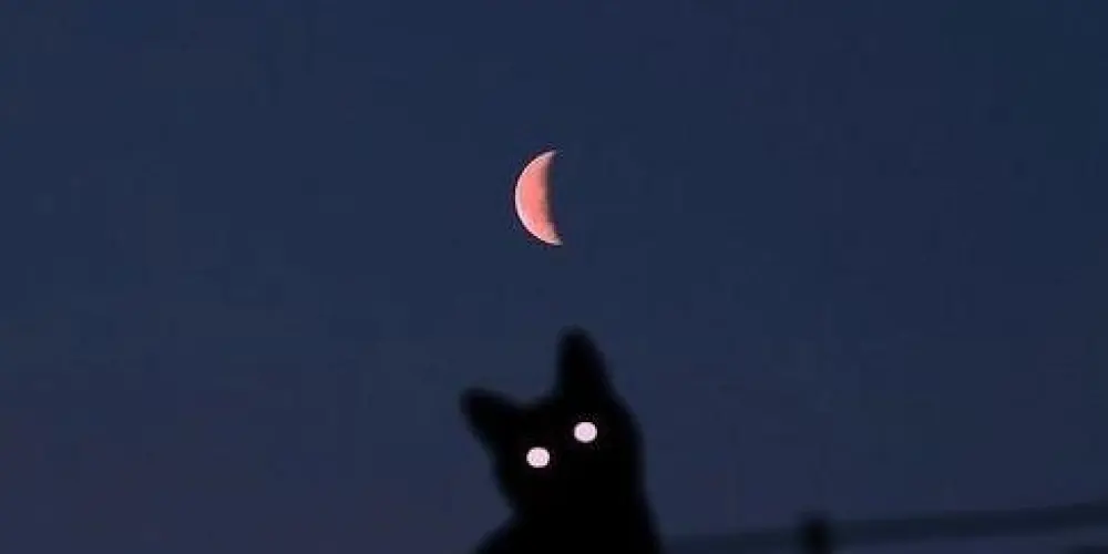 Imagem do grupo de WhatsApp 🌙 𝓛𝓾𝓪 🌙