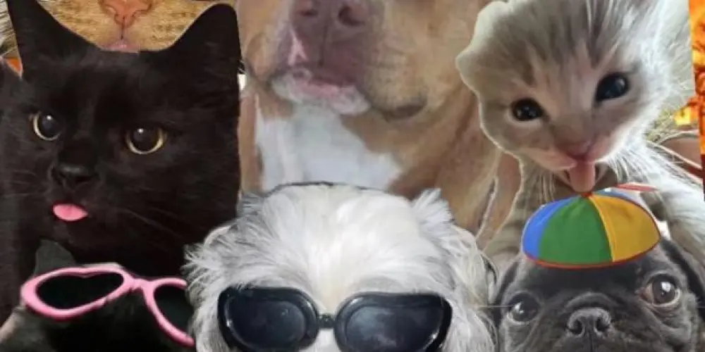 Imagem do grupo de WhatsApp 𝐴𝑑𝑜𝑡𝑒 𝑢𝑚 𝐴𝑚𝑖𝑔𝑜