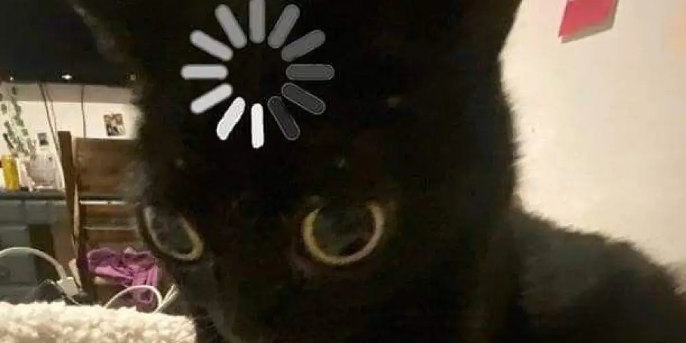 Imagem do grupo de WhatsApp 𝕬𝖚𝖙𝖍𝖎𝖘𝖙𝖈-𝕮𝖍𝖆𝖙