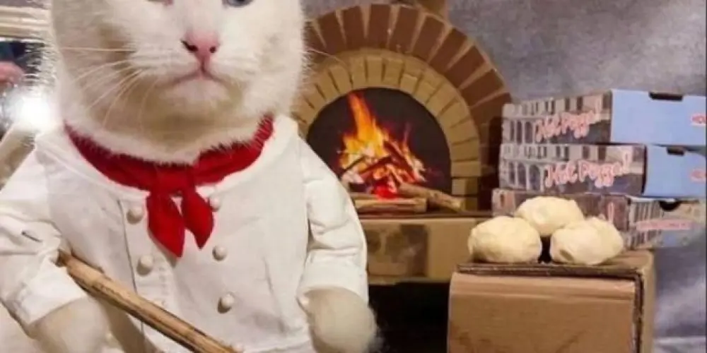 Imagem do grupo de WhatsApp 𝙋𝙞𝙯𝙯𝙖𝙘𝙖𝙩𝙨 🐱🍕