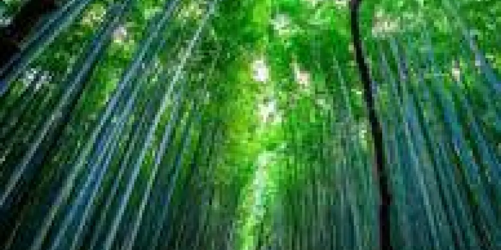 Imagem do grupo de WhatsApp 🌳𝑷𝑨̂𝑵𝑰𝑪𝑶 𝑵𝑨 𝑭𝑳𝑶𝑹𝑬𝑺𝑻𝑨❶