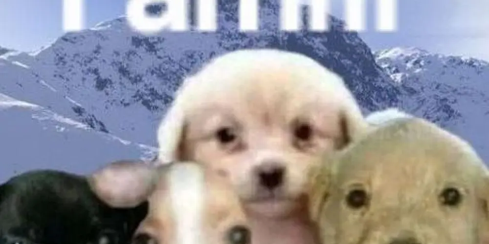 Imagem do grupo de WhatsApp ᯓ  𝙨𝙞𝙧𝙞𝙜𝙖𝙞𝙩𝙤𝙨 𝙤𝙛𝙘