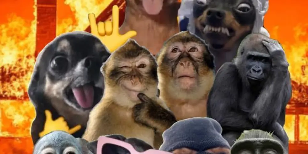 Imagem do grupo de WhatsApp 𝑨𝑴𝑰𝑮𝑶𝑺 𝑬 𝑹𝑬𝑺𝑬𝑵𝑯𝑨 💯