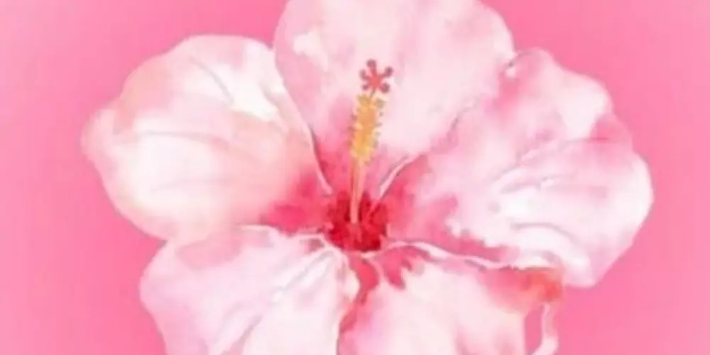 Imagem do grupo de WhatsApp 💕🌷𝑨𝒔 𝑷𝒓𝒊𝒏𝒄𝒆𝒔𝒂𝒔🌷💕