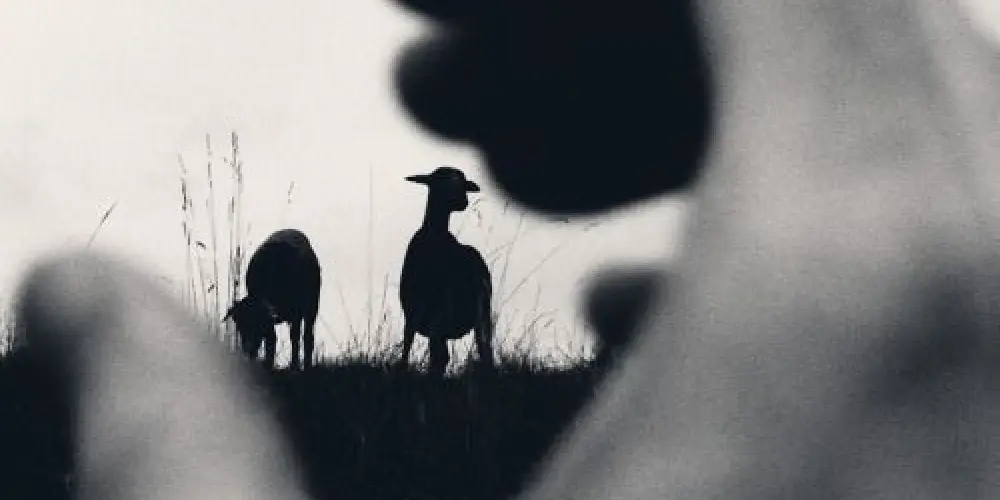Imagem do grupo de WhatsApp 🐑 𝑶𝒔 𝑪𝒐𝒓𝒅𝒆𝒊𝒓𝒐𝒔 𝑷𝒆𝒓𝒅𝒊𝒅𝒐𝒔