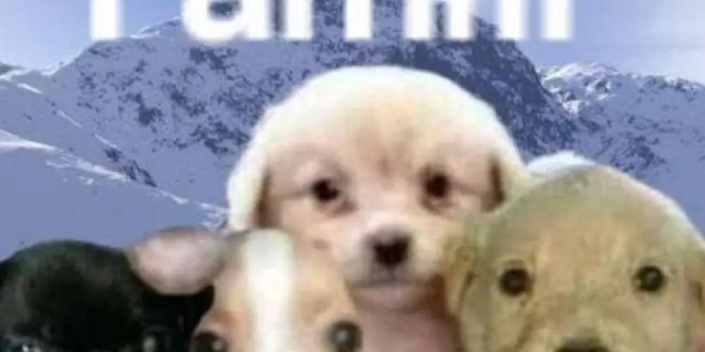 Imagem do grupo de WhatsApp 🪻⛧°. ⋆༺ 𝑭𝒂𝒎𝒊́𝒍𝒊𝒂 𝑼𝒏𝒊𝒅𝒂 ༻⋆. °⛧🪻