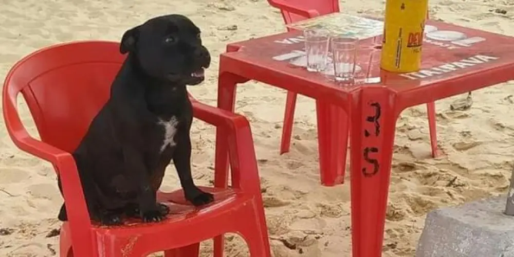 Imagem do grupo de WhatsApp 🤪 𝐁𝐮𝐭𝐞𝐜𝐨 𝐝𝐨 𝐏𝐢𝐭 🍻