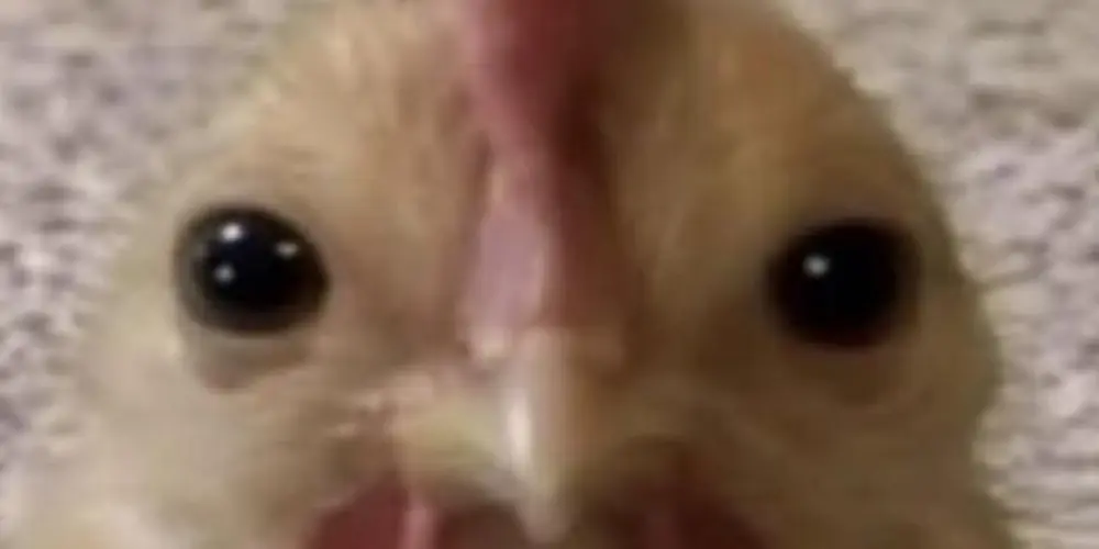 Imagem do grupo de WhatsApp 𝓱𝓶,𝓬𝓪𝓬𝓱𝓸𝓻𝓻𝓸