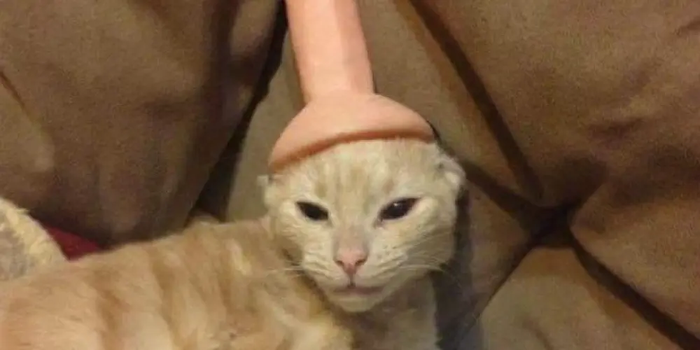 Imagem do grupo de WhatsApp 7 capa