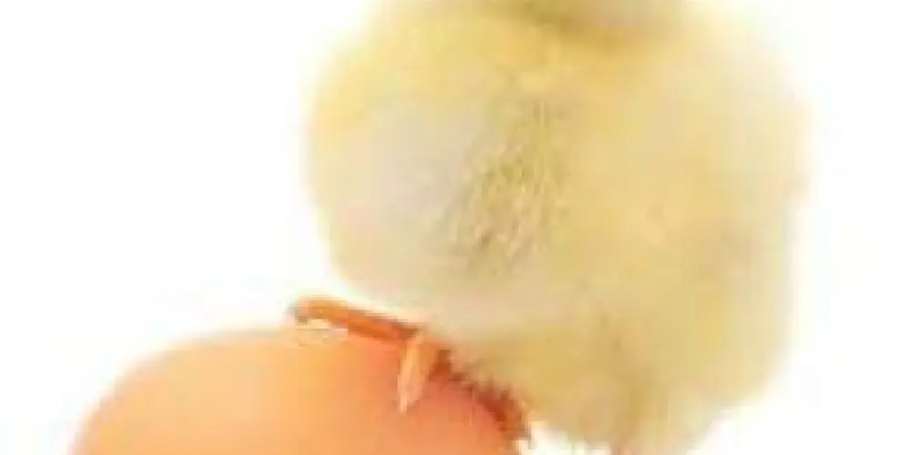 Imagem do grupo de WhatsApp 710