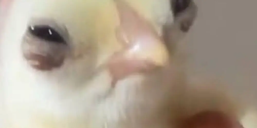 Imagem do grupo de WhatsApp ℝ𝔼𝕊𝔼ℕℍ𝔸⁷⁷⁷ℕ𝕆𝕋📍