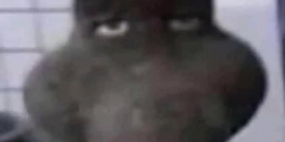 Imagem do grupo de WhatsApp 🎩  +9８ᵂᵒʳˡᵈ は⃢ 🥷🏽