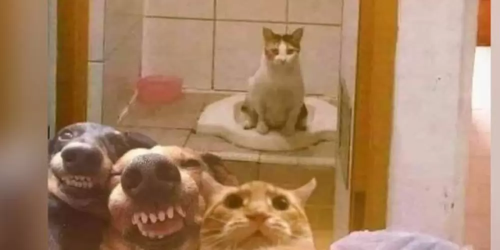 Imagem do grupo de WhatsApp 𓂀 Á𝕣𝕖𝕒 𝟝𝟙 𓂀