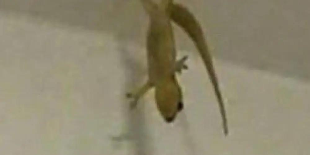 Imagem do grupo de WhatsApp 𓂀Áℝ𝔼𝔸 𝟝𝟙𓂀