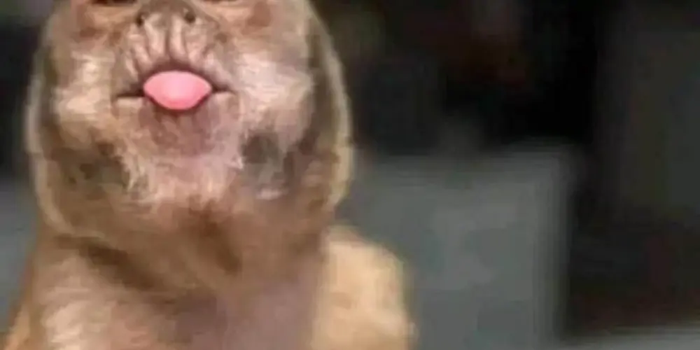 Imagem do grupo de WhatsApp 𝕺𝖘 𝖎𝖓𝖈𝖔𝖒𝖕𝖆𝖗á𝖛𝖊𝖑☘️