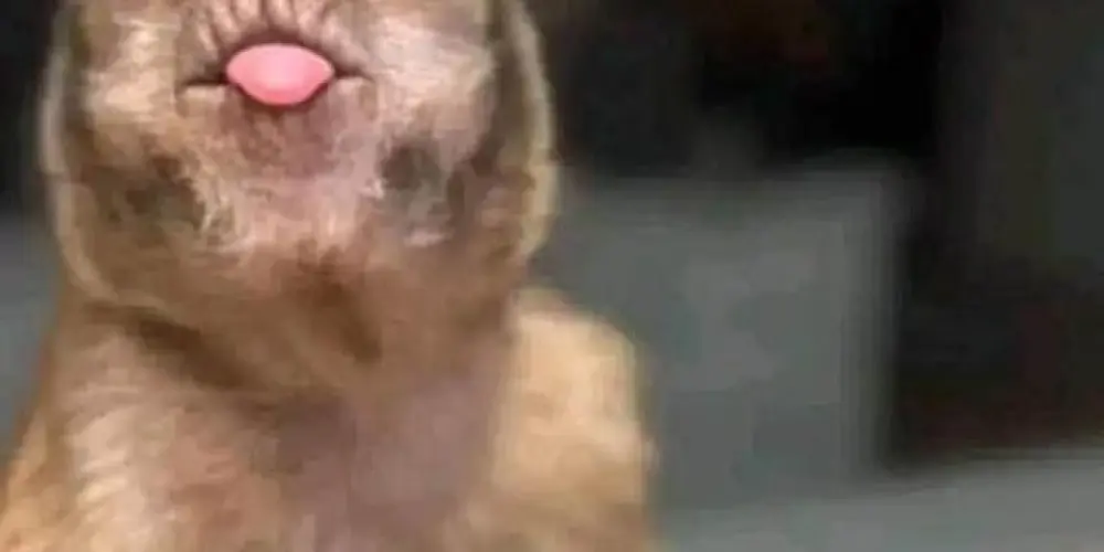 Imagem do grupo de WhatsApp 𝕺𝖘 𝖎𝖓𝖈𝖔𝖒𝖕𝖆𝖗á𝖛𝖊𝖑☘️