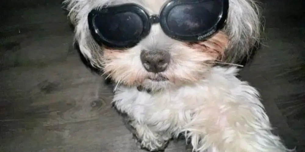 Imagem do grupo de WhatsApp ꧁༺♛ 𝘼𝙢𝙞𝙜𝙤𝙨 𝙨𝙚𝙢 𝘿𝙞𝙨𝙩â𝙣𝙘𝙞𝙖 ♛༻꧂