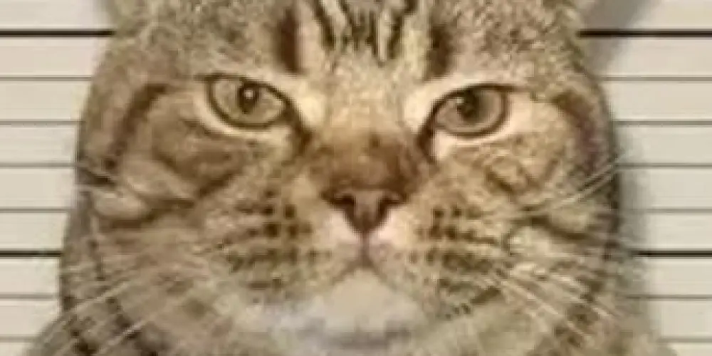 Imagem do grupo de WhatsApp 𝗢𝘀 𝗶𝗿𝗿𝗲𝗰𝘂𝘀á𝘃𝗲𝗶𝘀 💫