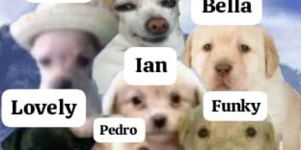 Imagem do grupo de WhatsApp ᴏꜱ ɪɴᴠᴇᴊÁᴠᴇɪꜱ💥