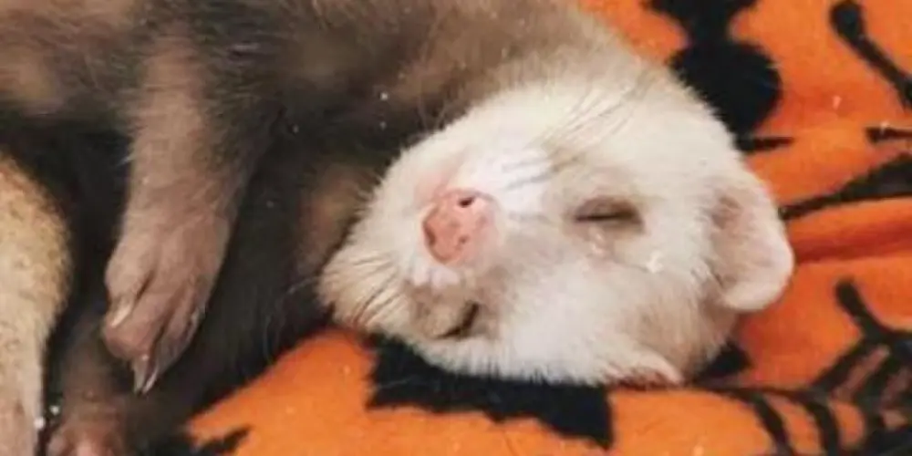 Imagem do grupo de WhatsApp 🎃̷̸ ๋ ᨞     ƈꫝαᡶ      ><   ݁ɠҽꪹαꪶ 🐈‍⬛