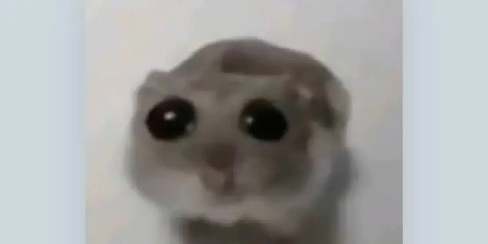 Imagem do grupo de WhatsApp A amizade e tudo 🎵