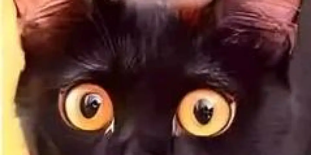 Imagem do grupo de WhatsApp ⛧┈♛ 𝐶𝑙ã 𝐿𝑜𝑘𝑜 ♛┈⛧-Bate papo💬