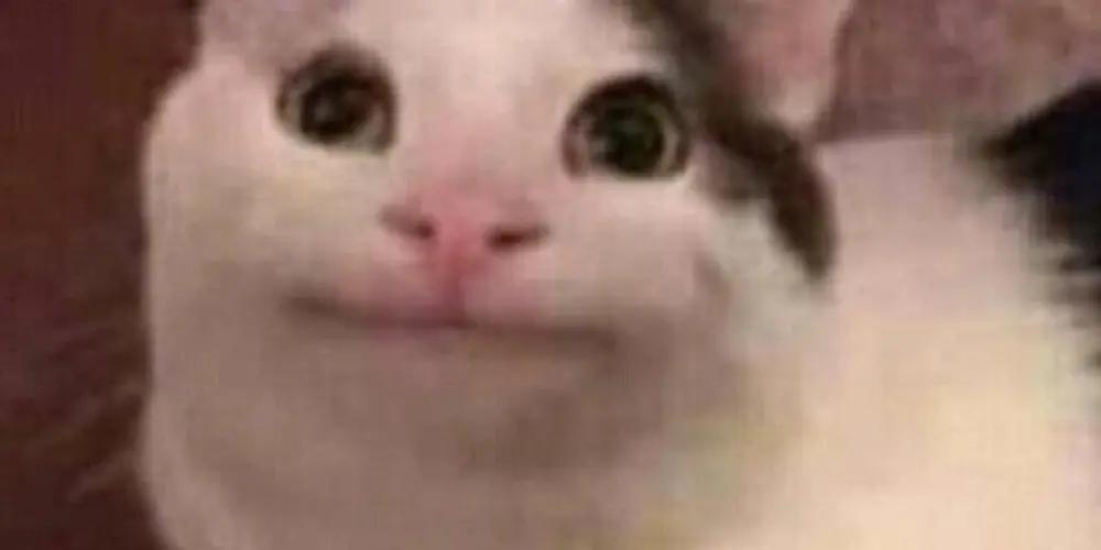 Imagem do grupo de WhatsApp ✔️a bela acordou ❌🤡