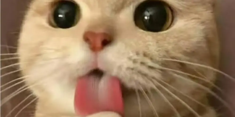 Imagem do grupo de WhatsApp A GANGUE DO BEM 💫♥️