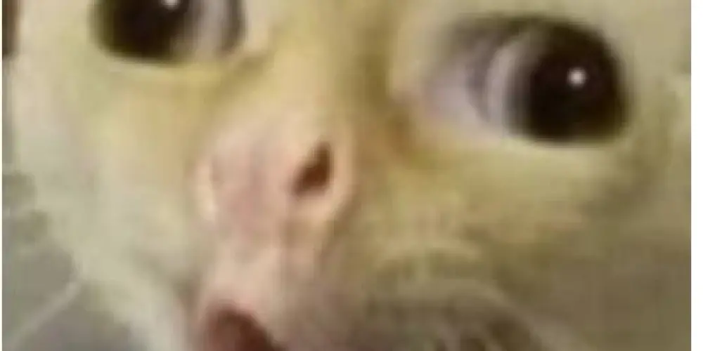 Imagem do grupo de WhatsApp A grande família🫵🏼