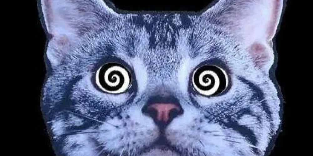 Imagem do grupo de WhatsApp A-HA