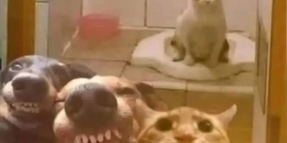 Imagem do grupo de WhatsApp A Irmandade ☝🏾🔥